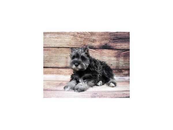 Miniature Schnauzer-DOG-Male-Black and Silver-22809-Petland Scottsdale, Arizona