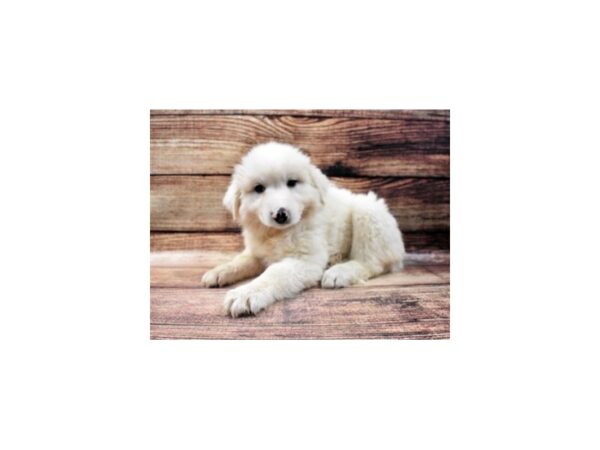 Great Pyrenees-DOG-Female-White-22812-Petland Scottsdale, Arizona