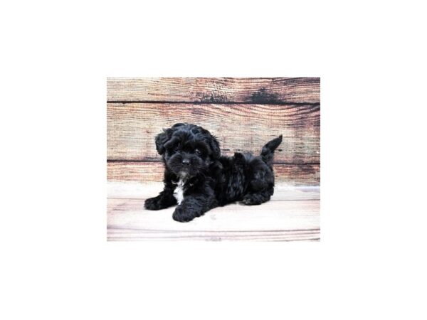 Lhasa Apso/Poodle-DOG-Female-Black-22802-Petland Scottsdale, Arizona