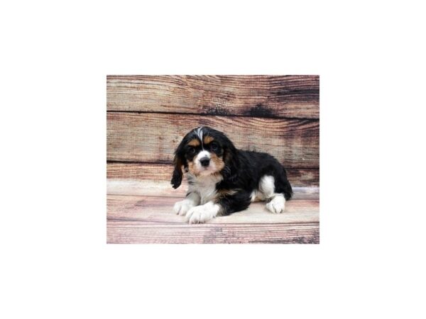 Cavalier King Charles Spaniel-DOG-Female-Black and White-22813-Petland Scottsdale, Arizona