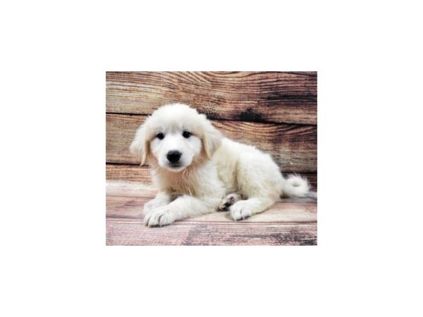 Great Pyrenees-DOG-Female-White-22811-Petland Scottsdale, Arizona