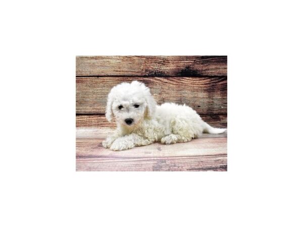 Bichon Frise-DOG-Female-White-22816-Petland Scottsdale, Arizona