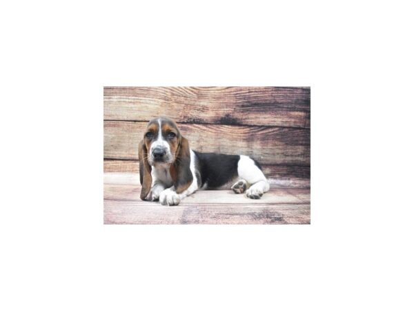 Basset Hound-DOG-Female-Black White and Tan-22815-Petland Scottsdale, Arizona