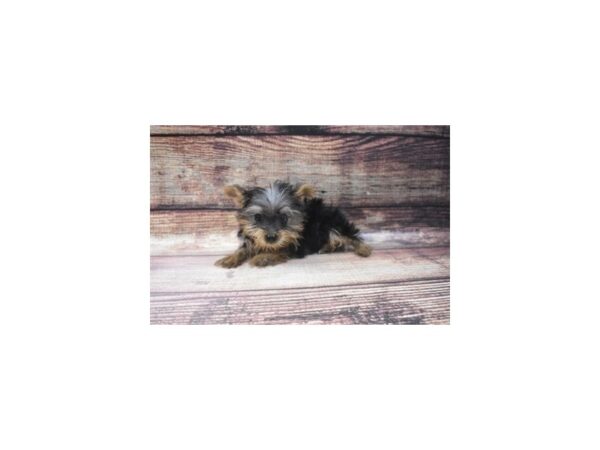 Yorkshire Terrier-DOG-Male-Black and Tan-22803-Petland Scottsdale, Arizona