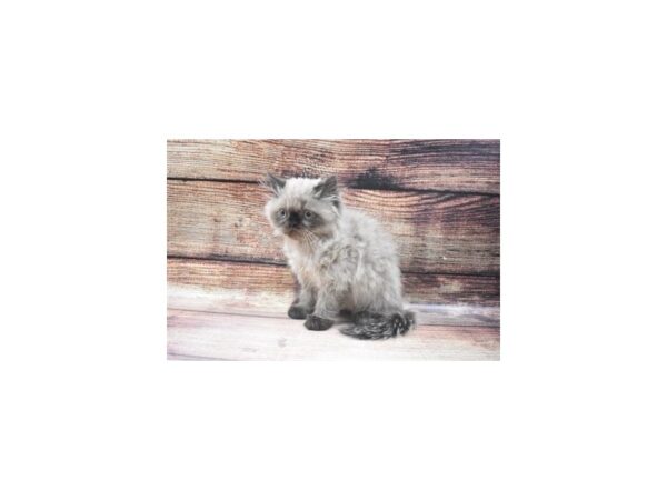 Himalayan-CAT-Female-Chocolate Point-22804-Petland Scottsdale, Arizona