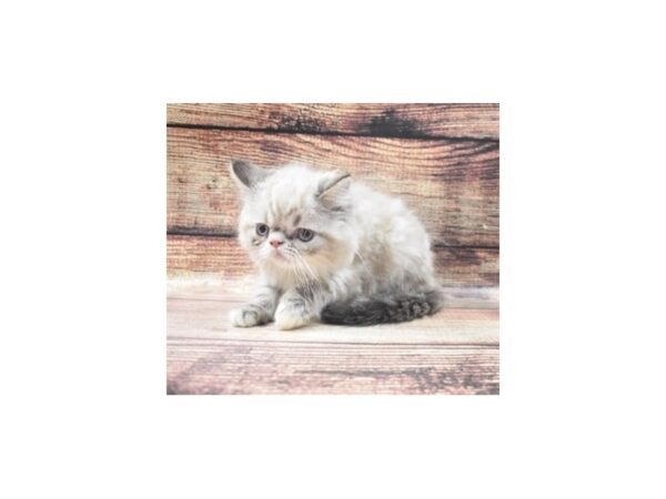 Himalayan-CAT-Male-Lynx Point-22805-Petland Scottsdale, Arizona