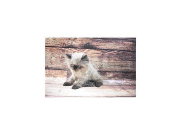 Himalayan-CAT-Male-Chocolate Point-22806-Petland Scottsdale, Arizona