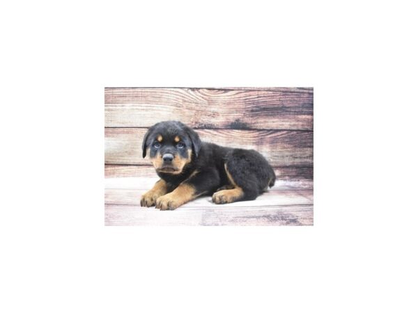 Rottweiler-DOG-Male-Black and Mahogany-22808-Petland Scottsdale, Arizona