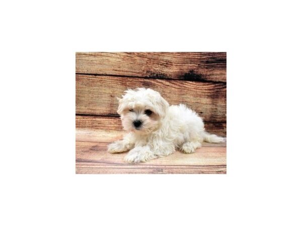 Maltese-DOG-Male-White-22810-Petland Scottsdale, Arizona