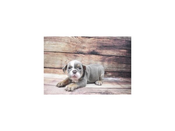 English Bulldog-DOG-Female-Blue and Tan-22817-Petland Scottsdale, Arizona