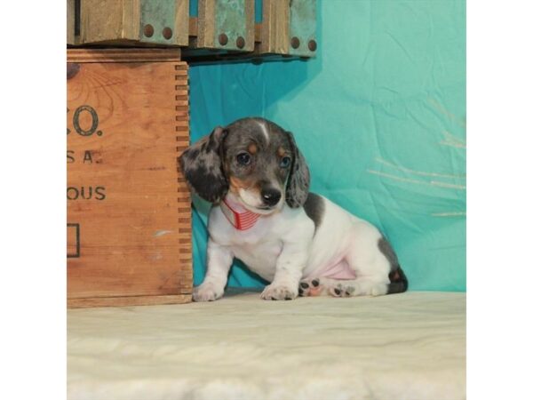 Dachshund-DOG-Male-Silver / Tan-22820-Petland Scottsdale, Arizona