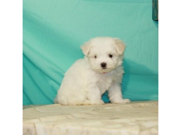 Maltese-DOG-Female-White-22830-Petland Scottsdale, Arizona