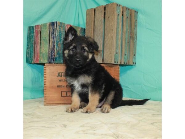 German Shepherd Dog-DOG-Male-Black / Tan-22832-Petland Scottsdale, Arizona