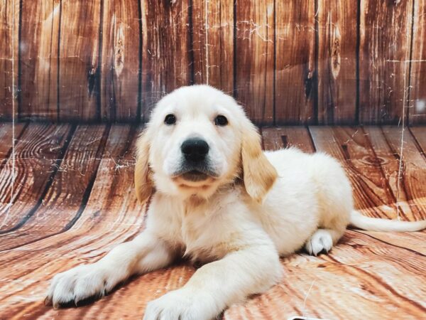 Golden Retriever-DOG-Male-Golden-22837-Petland Scottsdale, Arizona
