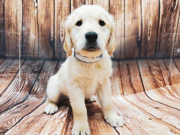Golden Retriever-DOG-Male-Golden-22839-Petland Scottsdale, Arizona