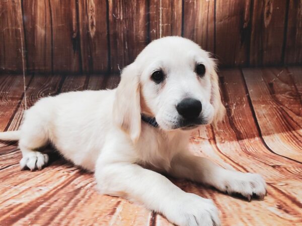 Golden Retriever-DOG-Male-Golden-22838-Petland Scottsdale, Arizona
