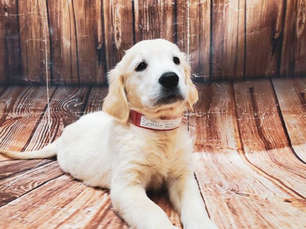 Golden Retriever-DOG-Female-Golden-22840-Petland Scottsdale, Arizona