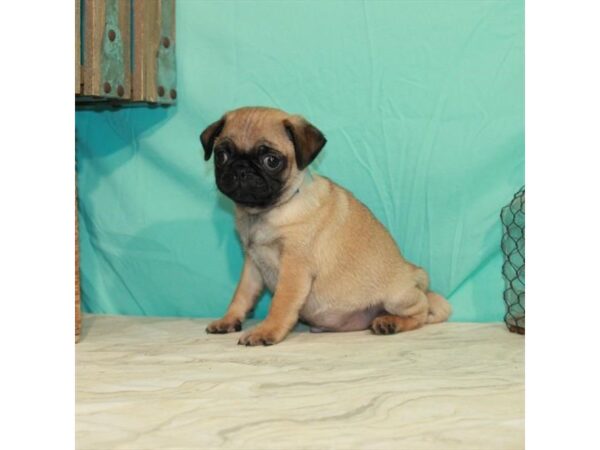 Pug-DOG-Male-Fawn-22841-Petland Scottsdale, Arizona