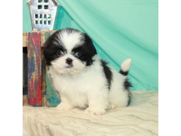 Shih Tzu-DOG-Male-White / Black-22845-Petland Scottsdale, Arizona