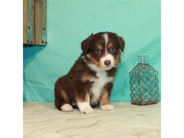 Miniature Australian Shepherd-DOG-Female-Chocolate-22854-Petland Scottsdale, Arizona