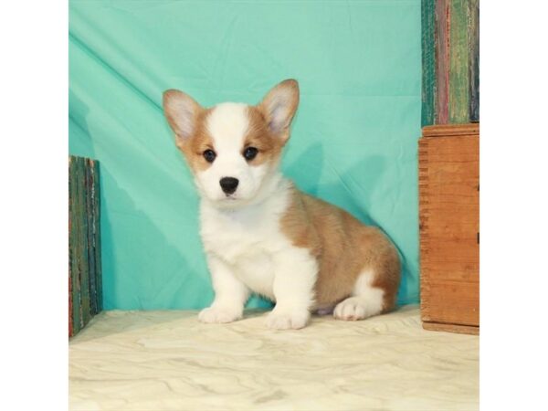 Pembroke Welsh Corgi-DOG-Male-Red / White-22852-Petland Scottsdale, Arizona