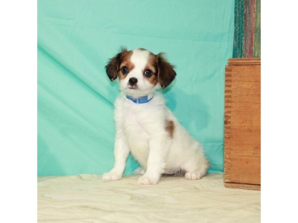 Cavalier King Charles Spaniel/Papillon-DOG-Female-White / Ruby-22857-Petland Scottsdale, Arizona