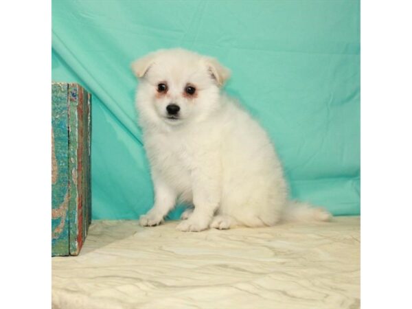 American Eskimo Dog-DOG-Female-White-22853-Petland Scottsdale, Arizona