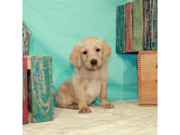 Labrador Retriever/Poodle-DOG-Male-Yellow-22855-Petland Scottsdale, Arizona