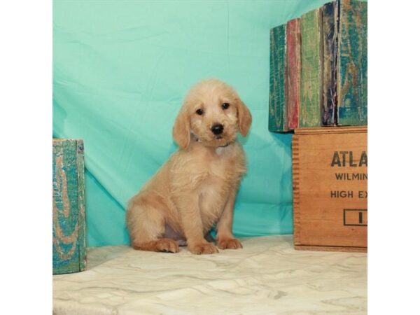 Labrador Retriever/Poodle-DOG-Male-Yellow-22856-Petland Scottsdale, Arizona