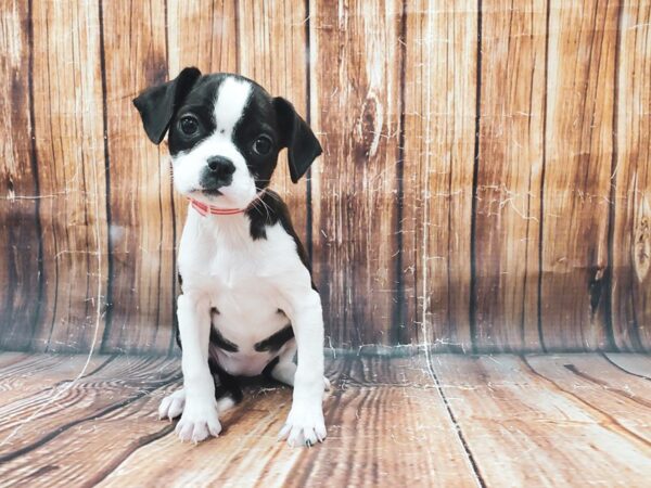Boston Terrier/Cavalier King Charles Spaniel-DOG-Female-Brindle-22831-Petland Scottsdale, Arizona