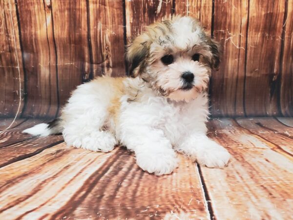 2nd Generation Teddy Bear-DOG-Male-White / Gold-22835-Petland Scottsdale, Arizona