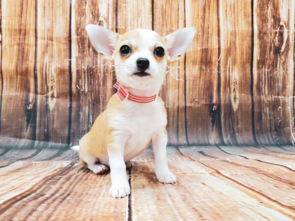 Chihuahua-DOG-Female-Fawn-22818-Petland Scottsdale, Arizona