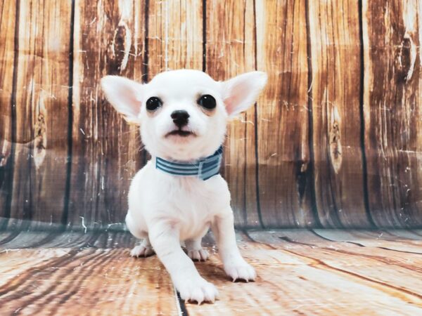 Chihuahua-DOG-Male-Cream-22849-Petland Scottsdale, Arizona