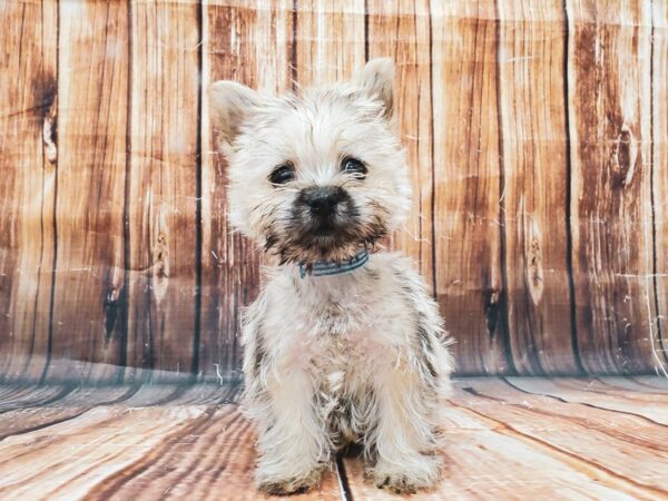 Cairn Terrier-DOG-Male-Wheaten-22821-Petland Scottsdale, Arizona