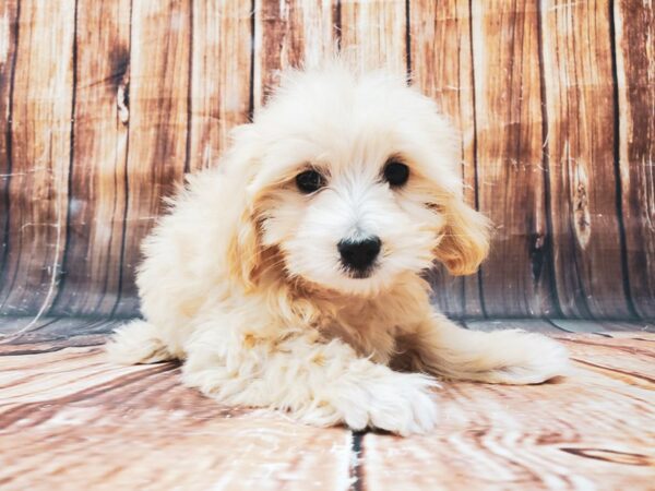 Maltese/Poodle-DOG-Female-Apricot-22833-Petland Scottsdale, Arizona