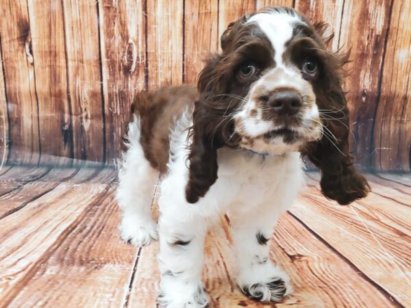 Cocker Spaniel-DOG-Male-Chocolate / White-22819-Petland Scottsdale, Arizona