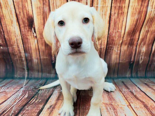 Labrador Retriever-DOG-Female-Yellow-22823-Petland Scottsdale, Arizona