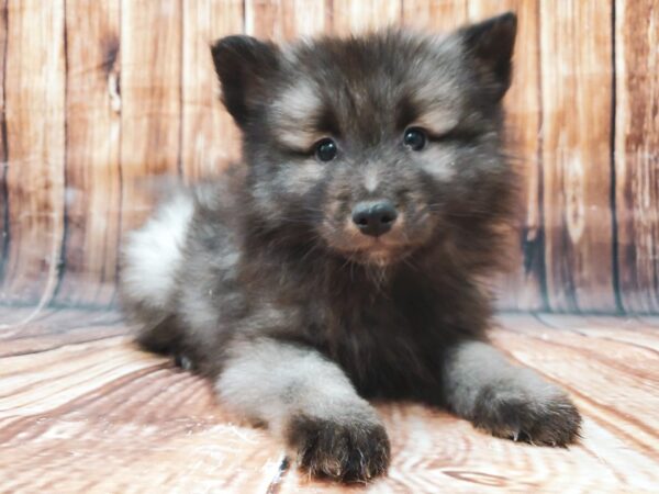 Keeshond-DOG-Male-Black / Silver-22822-Petland Scottsdale, Arizona