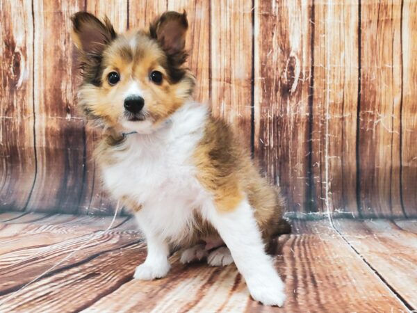 Shetland Sheepdog-DOG-Male-Sable / White-22827-Petland Scottsdale, Arizona
