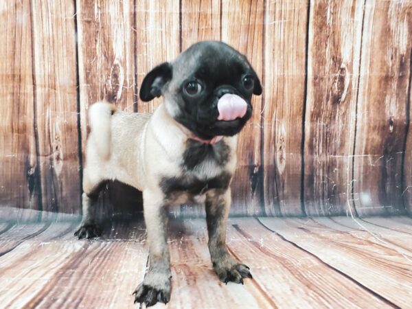 Pug-DOG-Female-Fawn-22826-Petland Scottsdale, Arizona