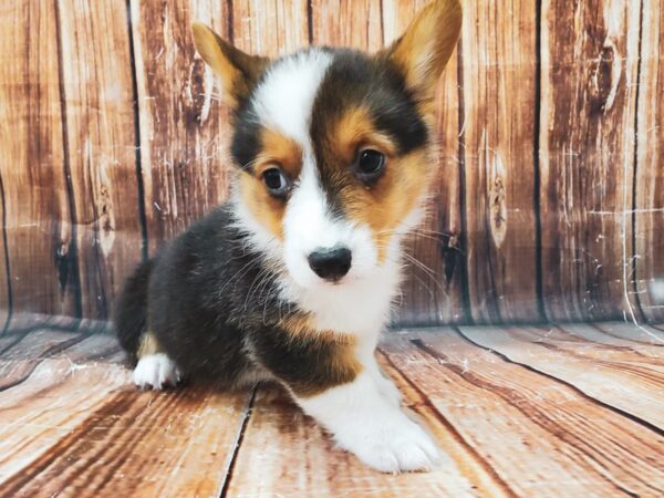 Pembroke Welsh Corgi-DOG-Male-Black White / Tan-22825-Petland Scottsdale, Arizona