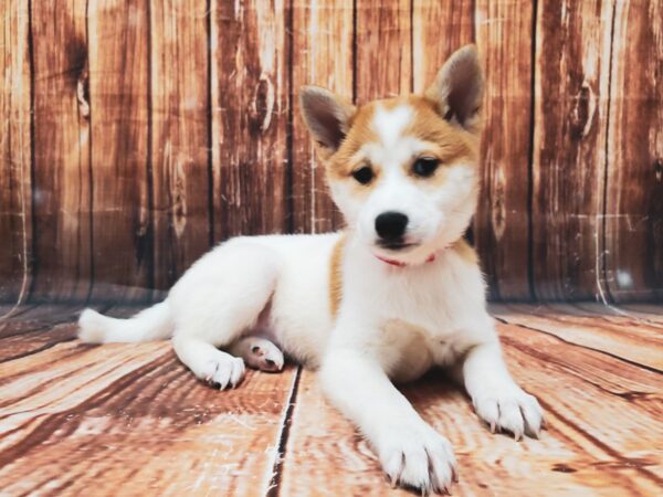 Shiba Inu-DOG-Female-Red Sesame-22828-Petland Scottsdale, Arizona