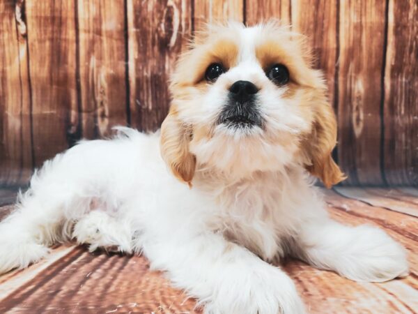 Cavalier King Charles Spaniel/Shih Tzu-DOG-Male-Blenheim / White-22834-Petland Scottsdale, Arizona