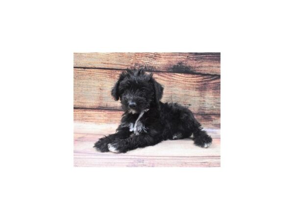 Miniature Schnauzer/Poodle-DOG-Female-Black-22858-Petland Scottsdale, Arizona