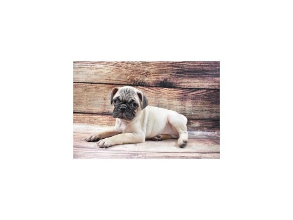 Pug-DOG-Male-Fawn-22869-Petland Scottsdale, Arizona