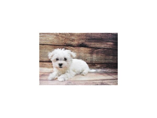 Maltese-DOG-Female-White-22866-Petland Scottsdale, Arizona