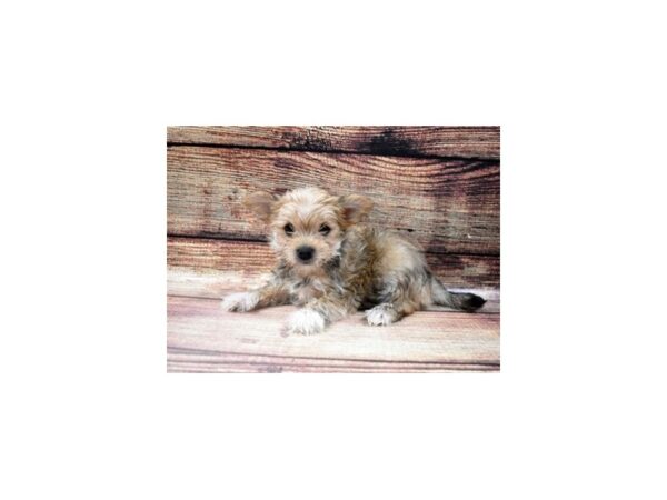 Maltese/Yorkshire Terrier-DOG-Female-Gold-22859-Petland Scottsdale, Arizona