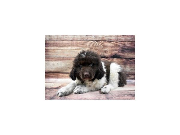 Newfoundland-DOG-Female-White and Brown-22867-Petland Scottsdale, Arizona