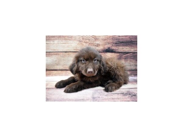 Newfoundland-DOG-Female-Bronze-22868-Petland Scottsdale, Arizona