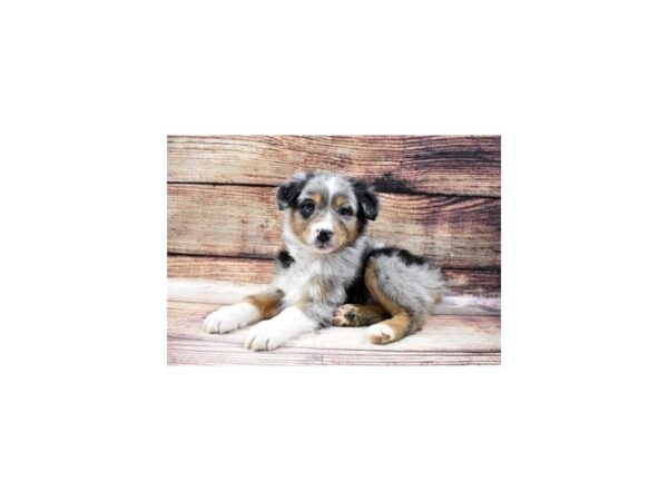 Australian Shepherd-DOG-Male-Blue Merle White and Tan-22875-Petland Scottsdale, Arizona